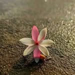 Saima Khatun - @saima___khatun_ - Instagram