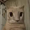 bro ur ugly - @saidamartinezz - TikTok