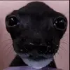 Saif ismail - @aiaijwsjsjsj182 - TikTok