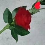 Saif Uddin - @saifuddin3363 - Instagram