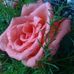 Saige Perry - Facebook