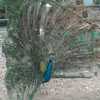 Saima Durrani - @saima.durrani7 - TikTok