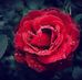 Saima Binte Kashem - Facebook