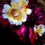 Saima Naz - @saima.naz5516 - Instagram
