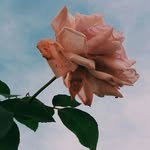 Saima Qamar - @saimaqamar1010 - Instagram