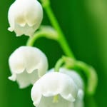 Saima Salahuddin - @saima.salahuddin.35 - Instagram
