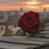 saima salahuddin - @saima.salahuddin4 - TikTok