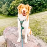 Saint Kenobi Davis - @saint.theaussiebordoodle - Instagram