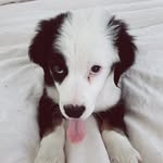 SAINT the Aussie 🐶 - @saintdavis_ - Instagram