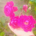 Hafiza Saira Altaf - @hafizasairaaltaf - Instagram