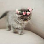 Saira Altaf - @sairaaltaf._.123 - Instagram