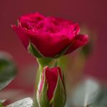Saira Bhatti - @bhatti.saira - Instagram