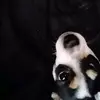 saira - @sairaherrera41 - TikTok