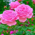 Saira Simon - Facebook