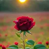 sajid rafi - @sajid.rafi343 - TikTok