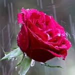 Sajida Abbasi - @sajida.mehmood.792 - Instagram