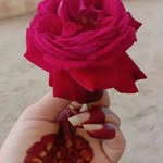 Sajida Ansari - @sajidaansari627 - Instagram