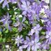 Sajida Ashraf - Facebook