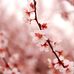 Sajida Ashraf - Facebook