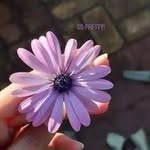Sajida Ashraf - @sajidaashraf439 - Instagram