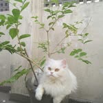 sajidaijaz - @sajidaijaz9 - Instagram