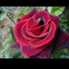 Sajida Khatoon - @sajida.khatoon22 - TikTok