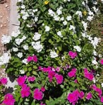 Sajitha Balan - Facebook