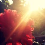 Sajitha Balan - @sajitha.balan.71 - Instagram