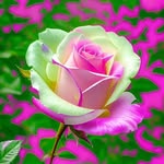 Sajjad -razvi 9326 - @sajjadrazvi9326 - Instagram