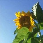 Sakinah Abdullah - @sakinah.abdullah.923 - Instagram