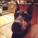 Sal Greco Sr. - @salster99 - Instagram