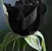 Sal Ros - Facebook