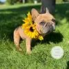 Sal Ruiz Valdez - @goldenexoticfranchies - TikTok