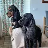 Salvatore Saputo - @salvatore.saputo - TikTok