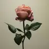 sernasal.164 - @sernasal.164 - TikTok