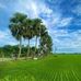 Salil Mitra - Facebook