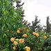 Salim Dib - Facebook