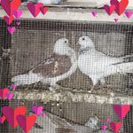 Salim Memon - @5____sapna__ - Instagram