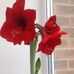 Sallie Chambers - Facebook