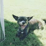 Sallie And Maggie And Cooper - @rhodes._.dogs - Instagram