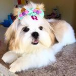 Sally De Pace - @sallydepace_shihtzu - Instagram