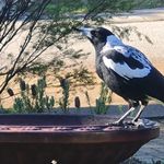 Sally Stone - @artandlifesallystone1980 - Instagram