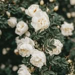 Sally Albert - @otan3816 - Instagram