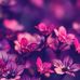 Sally Allison - Facebook