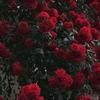 sallyabdelazeez - @sallyabdelazeez - TikTok