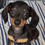 Sally Barnett - @superstatscfc268 - Instagram