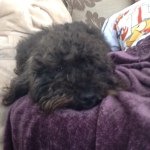 Bailey And Barney And Sally - @sally_bailey_barney - Instagram