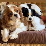Barney Boy and Silly Sally - @barneyandsally_thecavs - Instagram