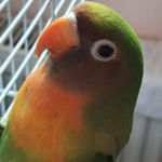 🪶Sally+Lucy+Barney🪶 - @feathered_babies_ - Instagram