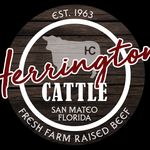 Sally Becker Herrington - @herringtoncattle - Instagram